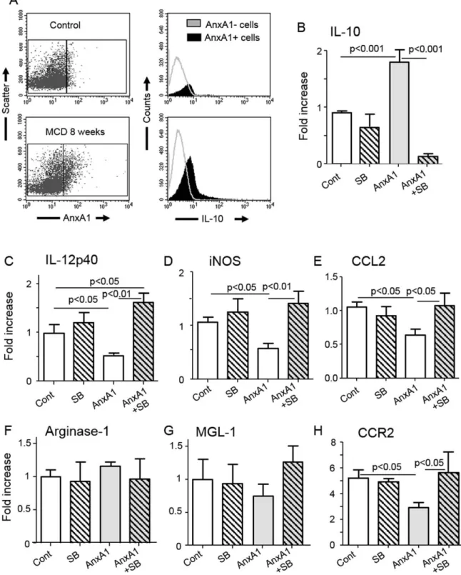 Fig. 5. AnxA1 regulates macrophage functions through stimulation of IL-10 production. Hepatic macrophages were isolated from livers of either control or 8-week MCD-fed mice