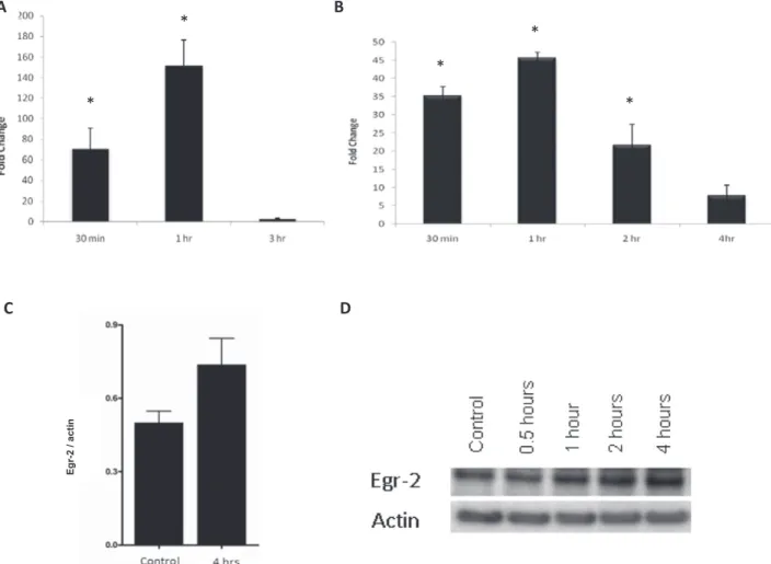 Fig. 1. Time-dependent Egr-2 expression. (A) Egr-2 mRNA expression levels are signiﬁcantly increased in TNFα-treated HeLa cells as compared to controls