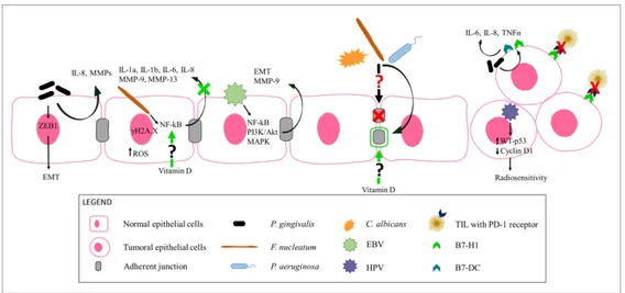 Figure 3. Microbial effects on oral epithelial cells and possible vitamin D-mediated oropharyngeal cancer  protection mechanisms