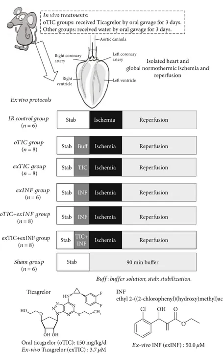 Figure 1: Schematic representation of rat treatments in vivo and various protocols ex vivo