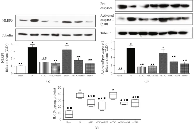 Figure 3: Western blotting analysis on (a) NLRP3, (b) pro- and activated caspase, and (c) quantiﬁcation of IL1β by ELISA kit assay