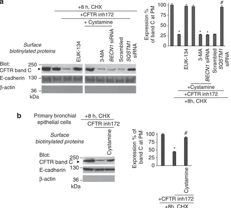 Figure 7 CFTR function controls CFTR protein stability at the PM of bronchial epithelial cells