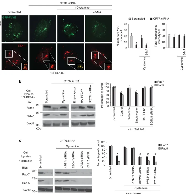 Figure 1 CFTR depletion reduces the availability of Rab5 and the recruitment of Rab5 effector EGFP-tagged-FYVE SARA to early endosomes