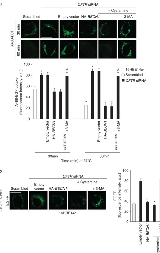 Figure 4 CFTR depletion delays EGFR endosomal trafficking in bronchial epithelial cells