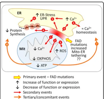 Fig. 9 Scheme of possible relationships between FAD mutations, mitochondrial-ER interaction, mitochondrial and ER Ca 2 + signaling, bioenergetic status of mitochondria, ER-stress/UPR and protein synthesis