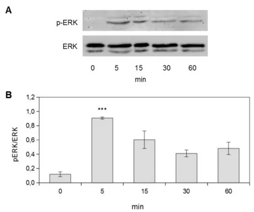 Figure 2. Laser stimulation induces ERK 1/2 signaling pathway activation A) representative Western blot images of MDPC- MDPC-23 cells stimulated with 10 J energy