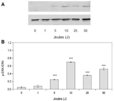 Figure 4. Laser effect on ERK 1/2 signaling pathway activation A) Representative Western blot images of MDPC-23 cells stimulated with 1-50 J energy