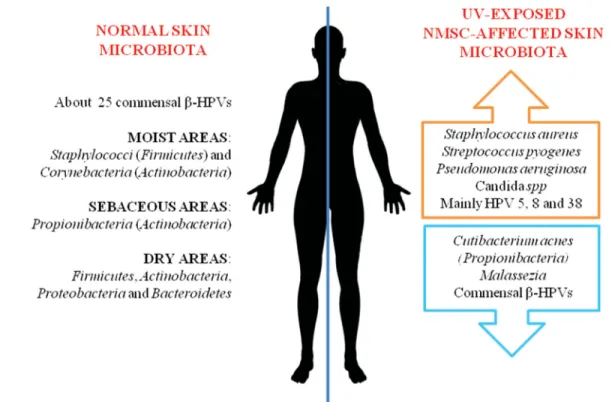 Figure 1. Non-pathogenic and altered microbiota in normal and UV-exposed NMSC-affected skin.