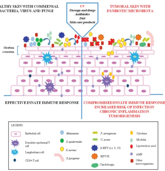 Figure 2. Skin microbiota changes during the pathogenesis of NMSC.