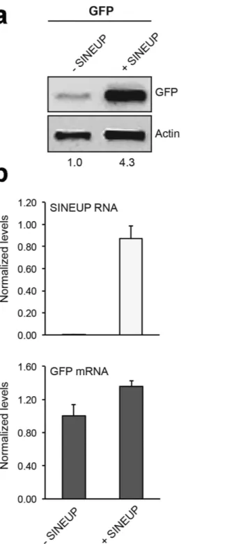 Figure 1.  pCS2 + -SINEUP-GFP activity in vitro. HEK293T/17 were transfected with pEGFP-C2 and 