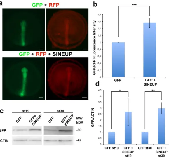 Figure 2.  Synthetic SINEUP increases GFP protein levels in vivo. (a) Representative st19 embryos injected 