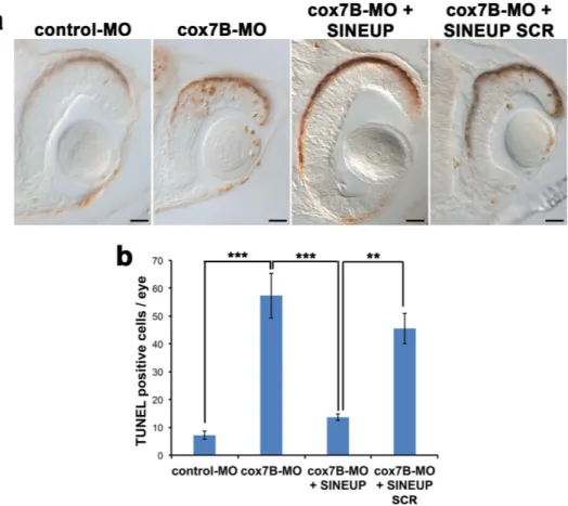 Figure 4.  cox7B downregulation induces increased cell death that is rescued by synthetic SINEUP-cox7B