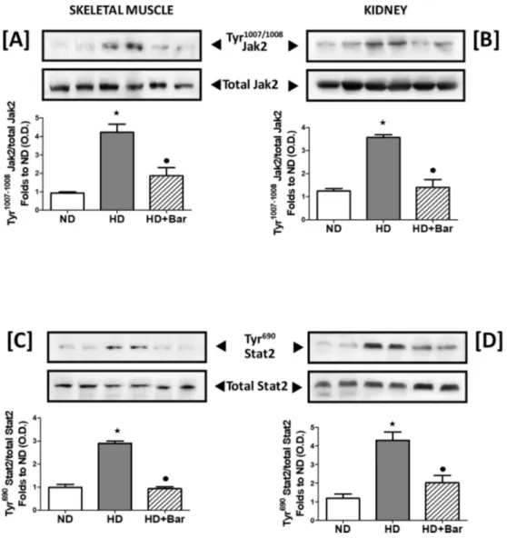 Figure 7: Baricitinib attenuates the HD-induced JAK-STAT pathway. Western blotting analysis for phosphorylation of Tyr 1007/1008 JAK1/2 in the skeletal muscle (A) and kidneys (B)