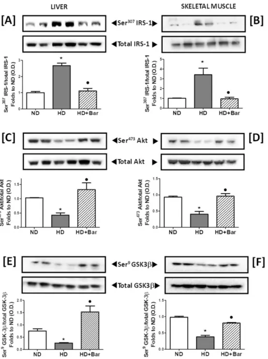 Figure 4: Effects of dietary manipulation and baricitinib administration on the insulin signaling pathway