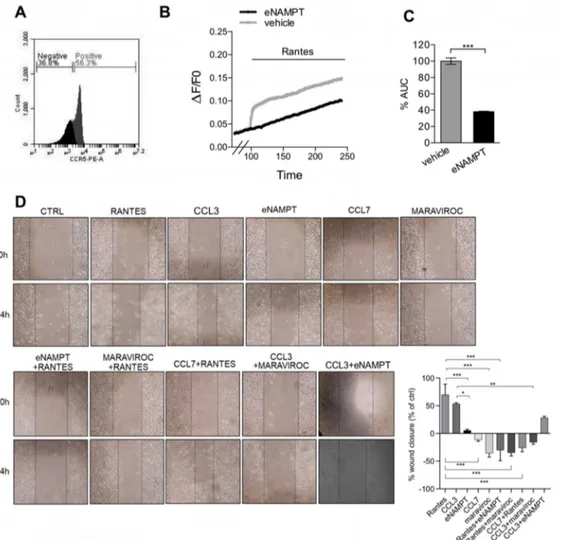 Figure 6. eNAMPT antagonizes the CCR5-mediated migration of B16 melanoma cells. (A) CCR5 expression in B16 cells stained with anti-mouse CCR5-PE and analyzed by flow cytometry