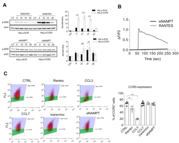 Figure 2. eNAMPT is not an agonist of CCR5. (A) Representative Western blot and densitometry analysis of phosphorylated ERK after 2 h of starvation followed by treatment for 5–30 min with recombinant Rantes (25 ng/mL; 3 nM) or eNAMPT (500 ng/mL; 9 nM) in s