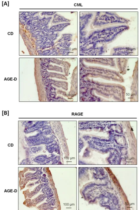 Figure 3. Immunohistochemistry performed on paraffin-embedded ileum portion of intestine