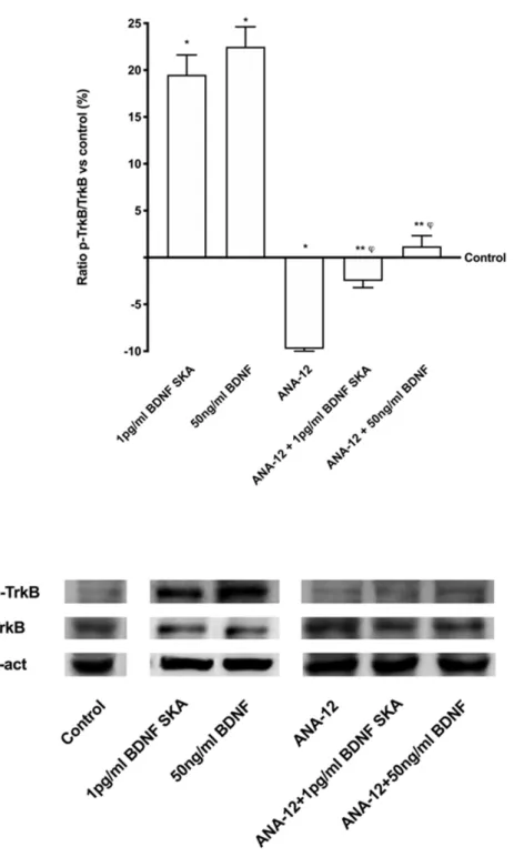 Figure 4. Analysis of TrkB receptor under blocking condition on astrocytes. In the upper panel  densitometric analysis and in the lower panel an example of Western blot is reported