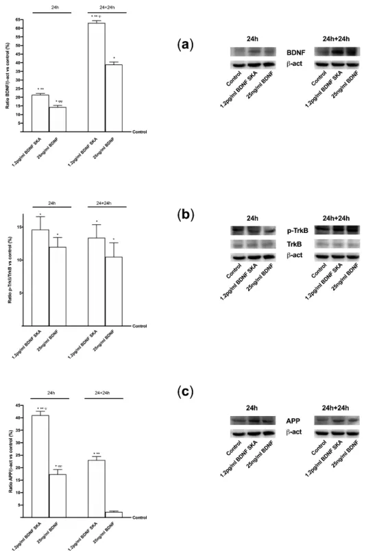 Figure 9. Western blot and densitometric analysis of BDNF protein (a), TrkB (b) receptor and (c) APP  protein expressions in brain tissue