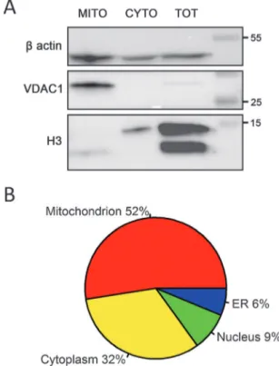 Fig. 2 Mitochondria enrichment. Panel A: a representative western blot of