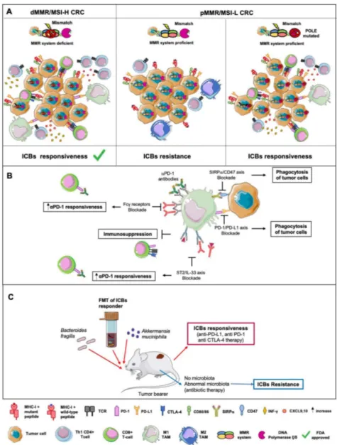 Figure 3. Responsiveness of CRC Patients to ICB-based Immunotherapy. Multiple determinants influence the efficacy of ICB-based immunotherapy in CRC patients (A)