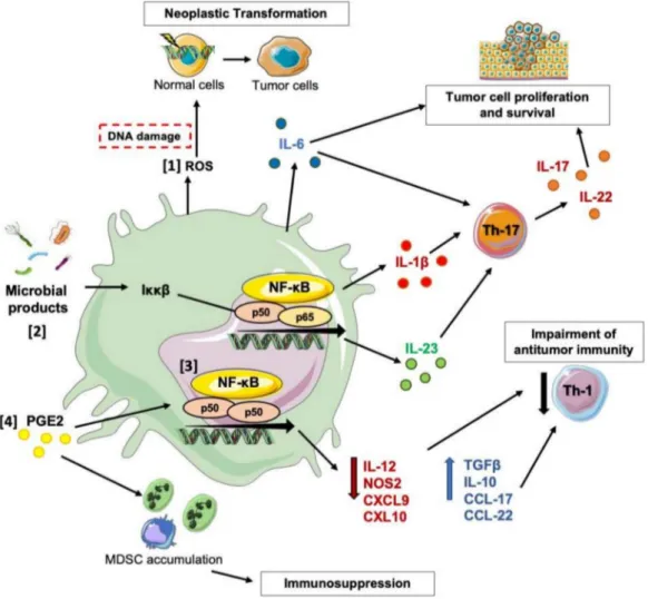 Figure 1. Mechanisms and Functions Underlying the Pro-tumor Activities of Macrophages in CRC