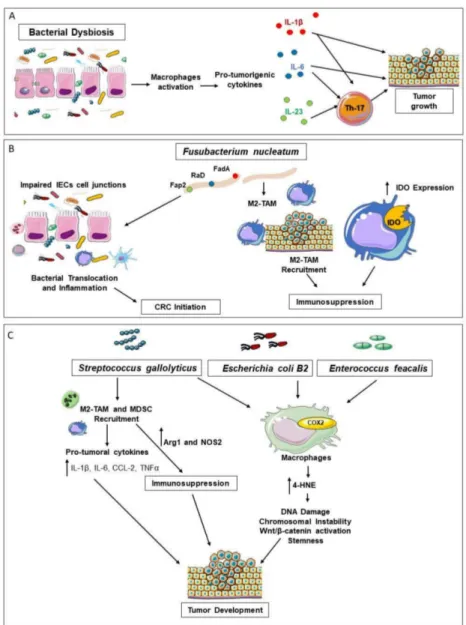 Figure 2. The Interplay of Macrophages and Microbiota in CRC Development. Intestinal microbiota can sustain carcinogenesis through macrophage-induced bystander effects