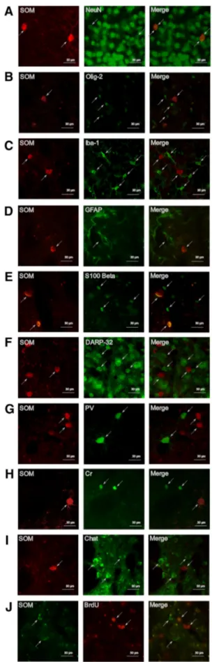 Fig. 4    Characterization of SOM+ cells. Representative images from  ipsilateral striatum of SOM+ cells co-staining with NeuN (a),  Oligo-dendrocyte transcription factor (Olig-2) (b), Ionized calcium-binding  adaptor molecule 1 (Iba-1) (c), Glial fibrilla