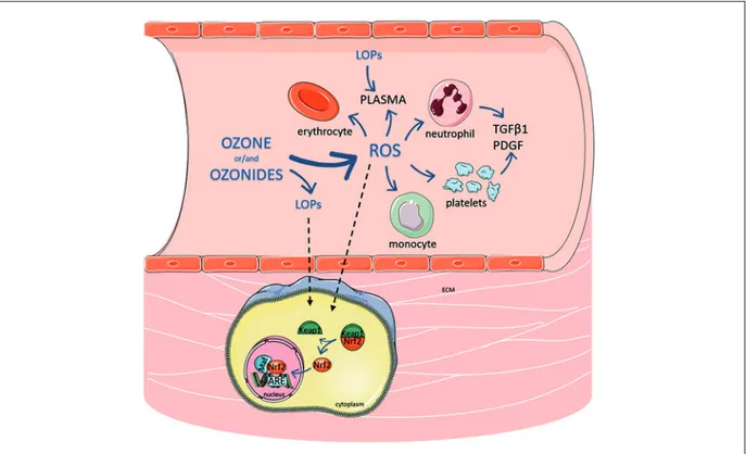 Figure 3. Schematic representation of the complex and multiple activities of ozone and its derivatives