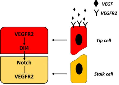 Figure 1. Current model of VEGF-Notch signaling pathway. 