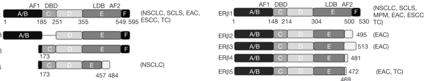 Figure 2 Structure of ERα and ERβ protein variants and their expression in thoracic malignancies