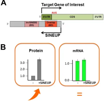 Fig. 3. SINEUP modular structure and principle of action. A) SINEUPs are antisense lncRNAs that activate translation
