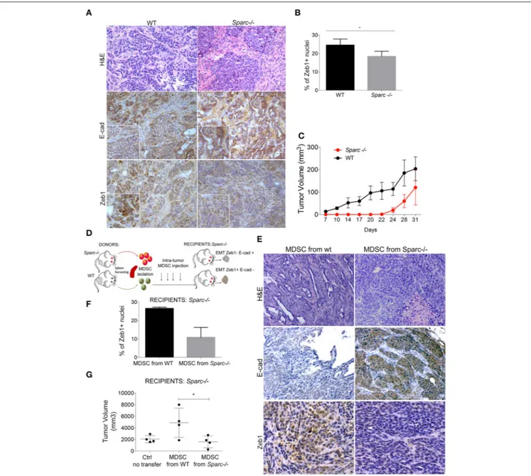 FIGURE 2 | SPARC from MDSC supports EMT. (A) H&amp;E and IHC analysis for E-cadherin and Zeb-1 markers performed in SN25ASP tumors obtained from WT and Sparc −/− mice