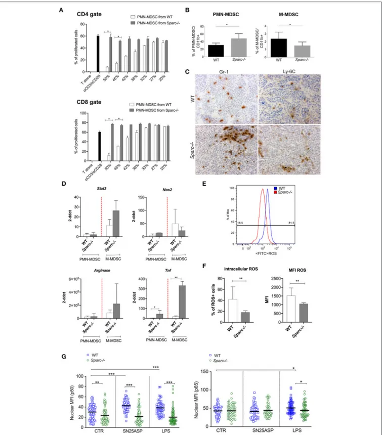 FIGURE 3 | SPARC-deficient MDSC are less suppressive than WT counterparst. (A) Immunosuppressive activity of PMN-MDSC isolated from the spleens of WT and Sparc −/− tumor-bearing mice evaluated as the ability to suppress a-CD3/a-CD28-induced CD4 and CD8 T c
