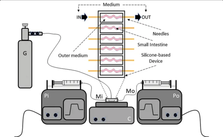 Fig. 1 The GEVS. Schematic representation and silicone-based device consisting of 6 independent chambers in which small intestines (s.i.) are inserted and connected to two needles allowing the ﬂow of complete medium in the inner intestinal compartment (lum
