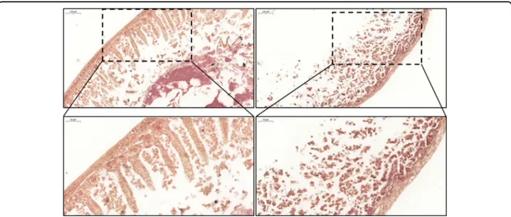 Fig. 6 Small intestine morphology. S.i. from GS (gluten-sensitive) mice were cultured 16 h in the gut-ex-vivo system in the presence (PT; upper right panels) or absence (CTRL; upper left panels) of active gliadin peptides, and tissue morphology was evaluat