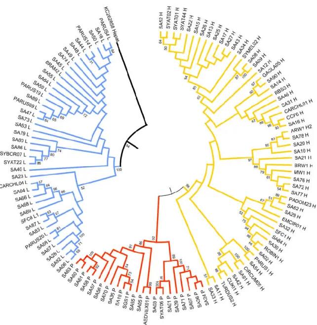 Figure 3. Neighbor-joining tree of the partial cytb gene (470 bp) of Plasmodium (red), Haemoproteus (yellow), and Leucocy-