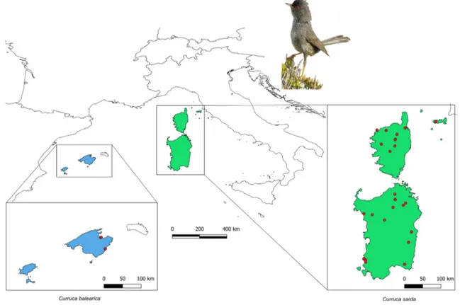 Fig. 1    Geographical distribution of sampling localities (in red): breeding range of Curruca sarda (in green) and C