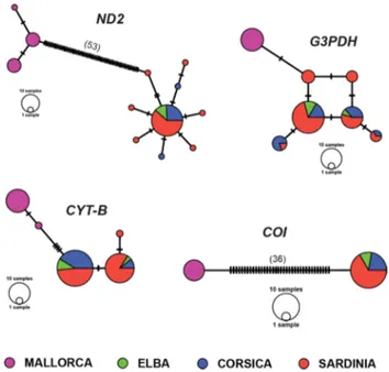 Fig. 2    Median‑joining networks of ND2, G3PDH, cytb and COI hap‑