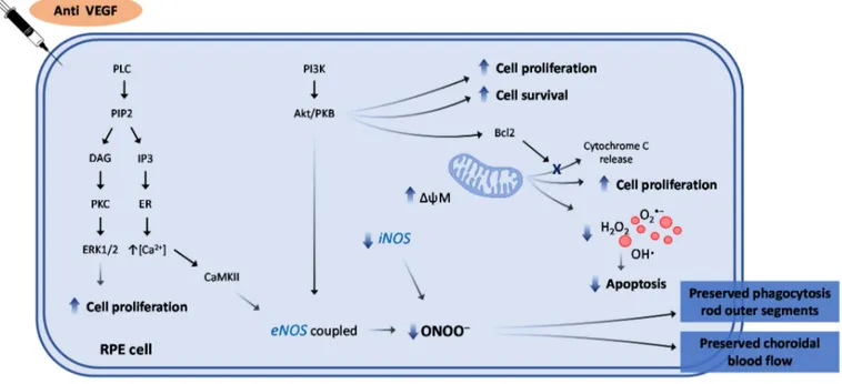 Figure 5. Schematic representation of the intracellular pathways activated by anti-VEGF agents in AMD