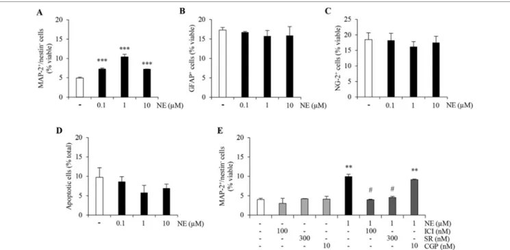 FIGURE 1 | Norepinephrine (NE) promotes neuronal differentiation and proliferation of ahNPCs via distinct receptor subtypes