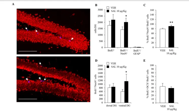FIGURE 5 | Chronic in vivo administration of salmeterol promotes neurogenesis in ventral hippocampus