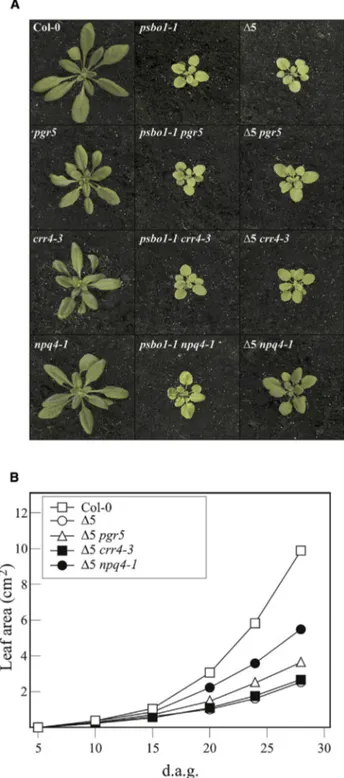 Figure 1. Phenotypes of WT (Col-0), Single, and Multiple Mutant Plants with Reduced OEC Function Combined with Defects in CET and NPQ.