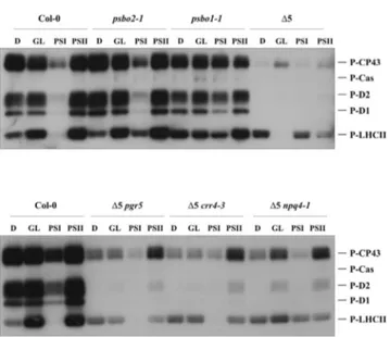Figure 4. Thylakoid Protein Phosphorylation in Col-0 and Mutant Plants.