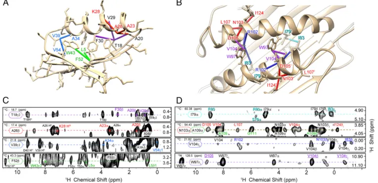 Fig. 4. (A and B) Representative restraints from the (H)CHH spectra are displayed on the lowest-energy NMR structures of GB1 (A) and AP205CP (B)