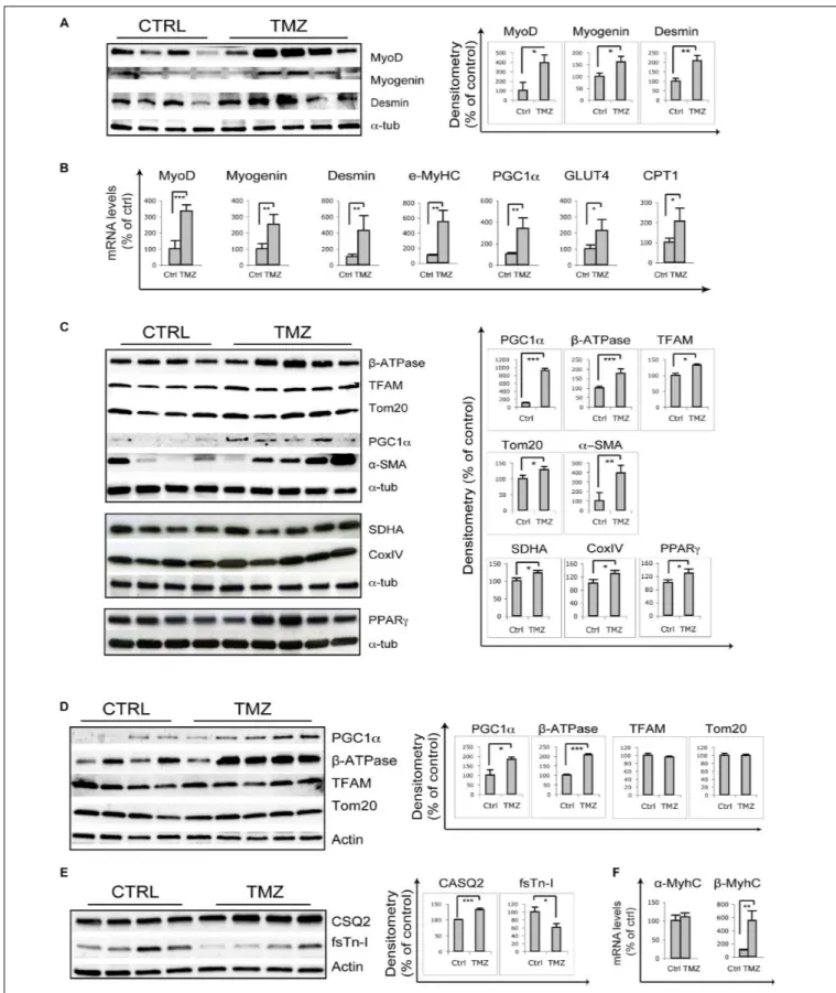 FIGURE 1 | Trimetazidine stimulates myogenic and mitochondrial gene expression. (A) Gastrocnemius extracts from untreated aged mice (Ctrl) and TMZ-treated aged mice (TMZ) were assayed for MyoD Myogenin and Desmin protein levels, (B) for the mRNA levels of 