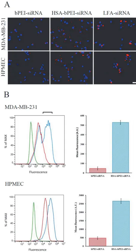 Fig 3. Uptake of HSA-bPEI-siRNA and PEI-siRNA complexes in MDA-MB-231 and HPMEC. A) Representative fluorescence micrographs showing siRNA labeled complexes in cells (DAPI nuclear stain, blue; Alexa-fluor 555 siRNA labeled complexes, red) Scale bar: 20 μm