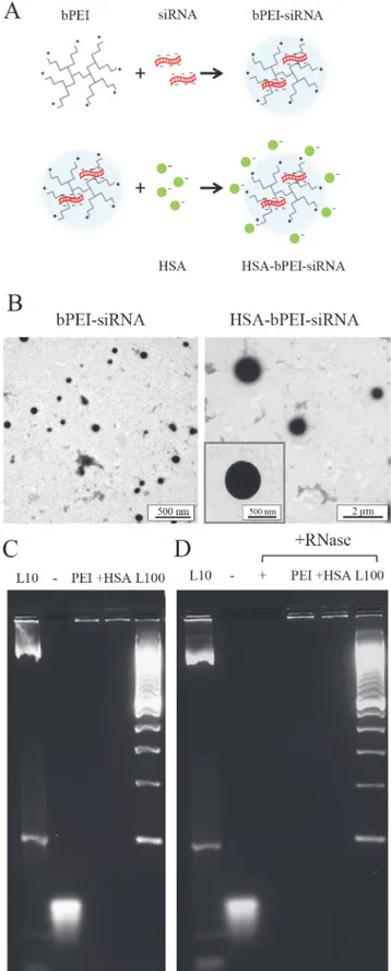 Fig 1. Characterization of HSA-bPEI-siRNA complexes. A) Schematic representation of the two steps formulation protocol, where bPEI-siRNA native interaction was preserved and HSA was used for interacting with the positive charged amino-groups of bPEI