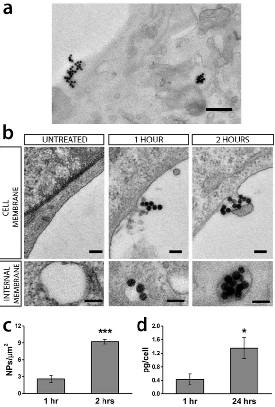 Figure 2.  Interaction with the plasmamembrane of GT1-7 cells and internalization of 50 nm SiO 2  NPs