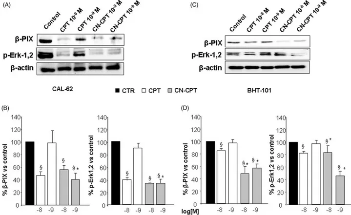 Figure 5. Effect of CPT and CN-CPT on b-PIX expression and Erk1,2 phosphorylation in CAL -62 (A), and BHT-101 (C)